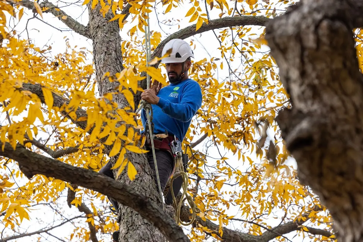 Skilled Tree Trimming crew working in Bridgeport